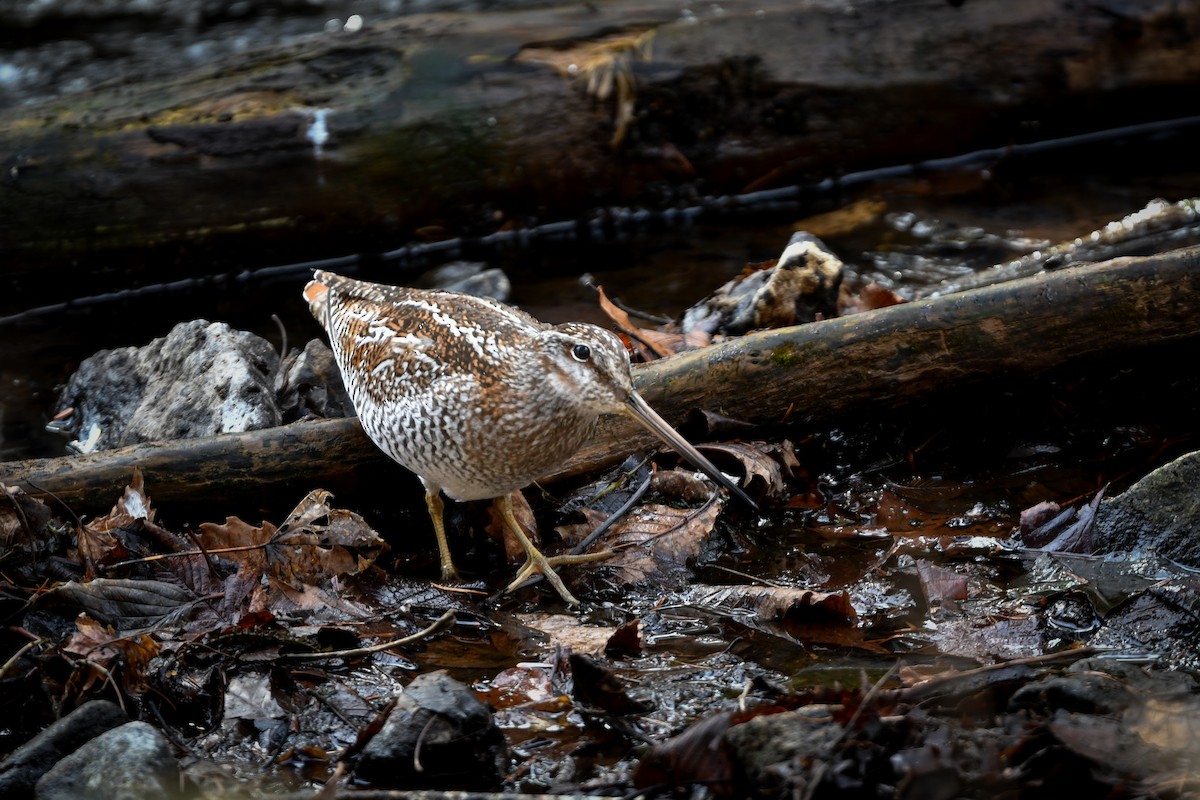 Solitary Snipe - ML646177495
