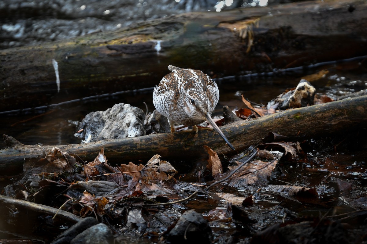 Solitary Snipe - ML646177496