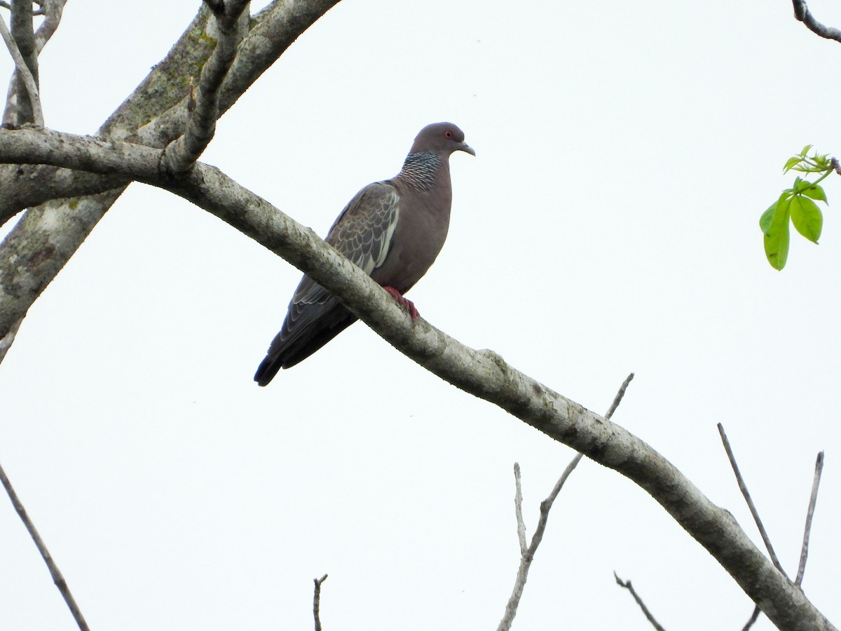 Pikazuro Güvercini - ML646177503