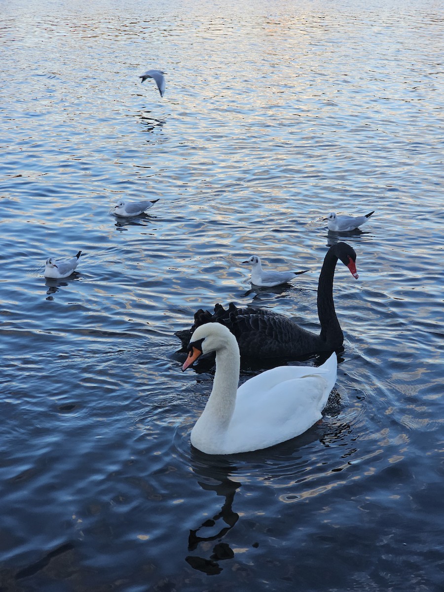 Black Swan - ML646177505