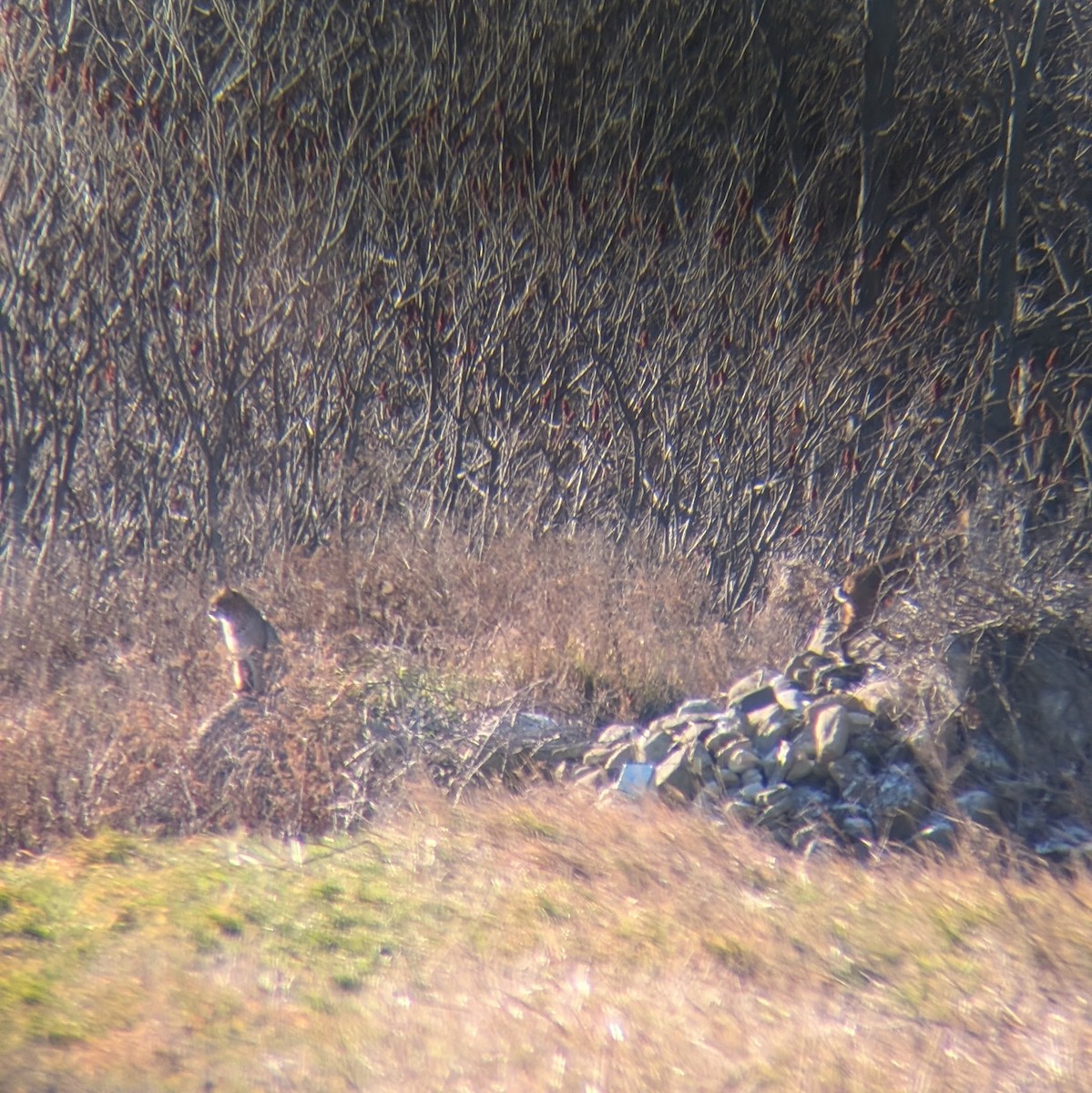 Eastern Bobcat - ML646177508