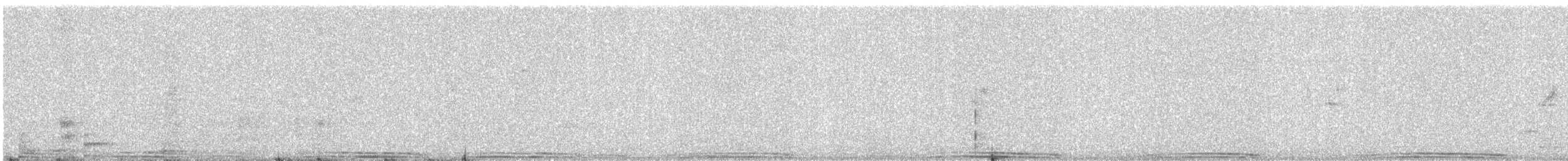 Rock Pigeon (Feral Pigeon) - ML646177510