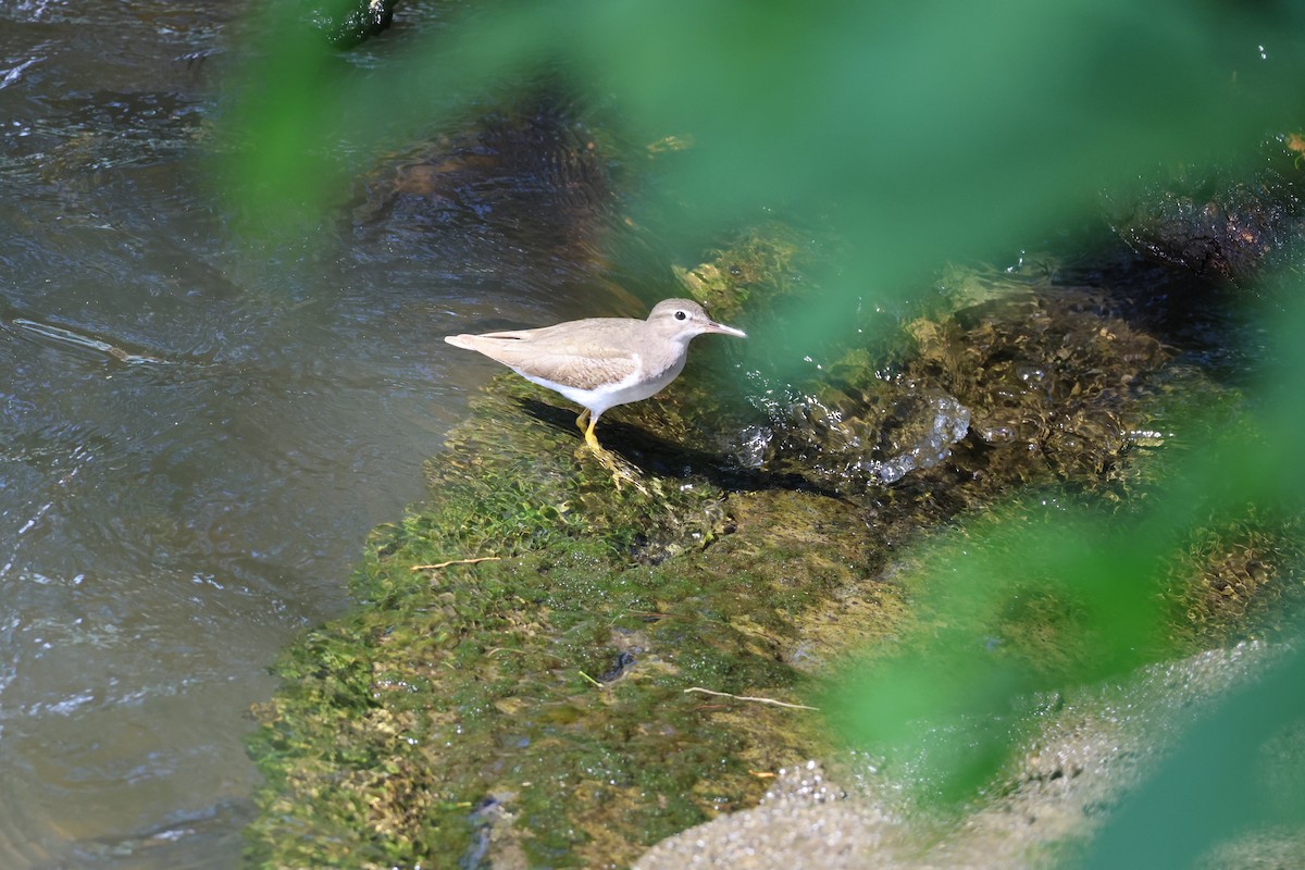 ביצנית נקודה - ML646177511