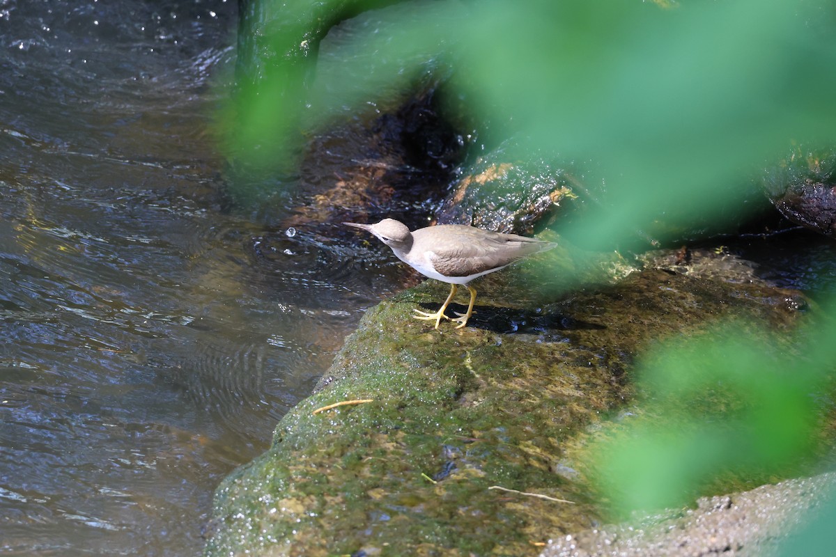ביצנית נקודה - ML646177512