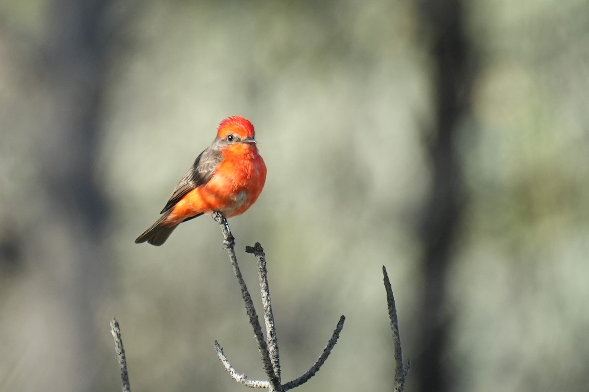 Vermilion Flycatcher - ML646177513