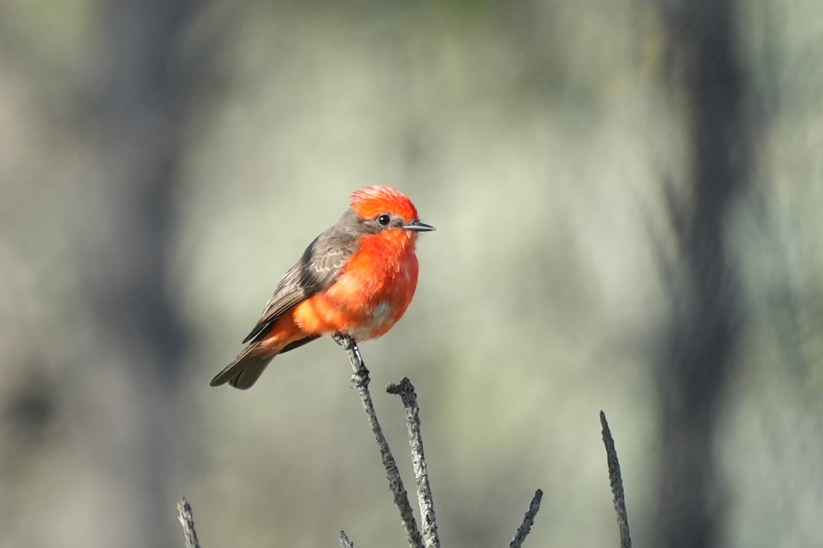 Vermilion Flycatcher - ML646177514