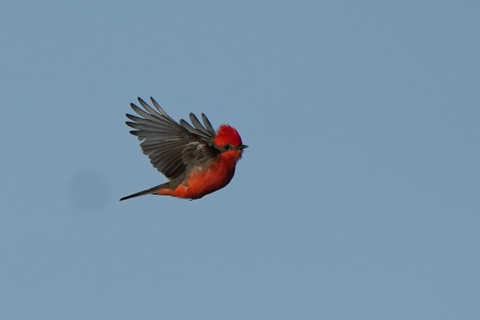 Vermilion Flycatcher - ML646177515
