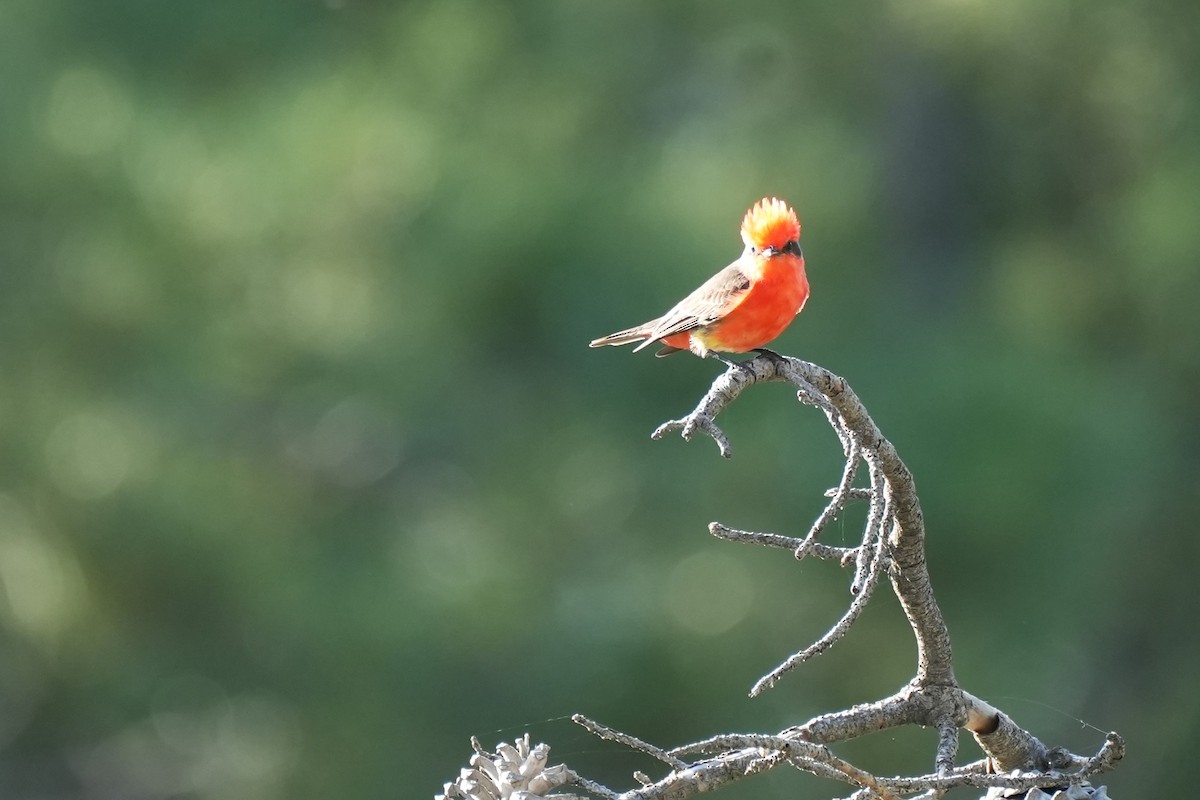 Vermilion Flycatcher - ML646177516