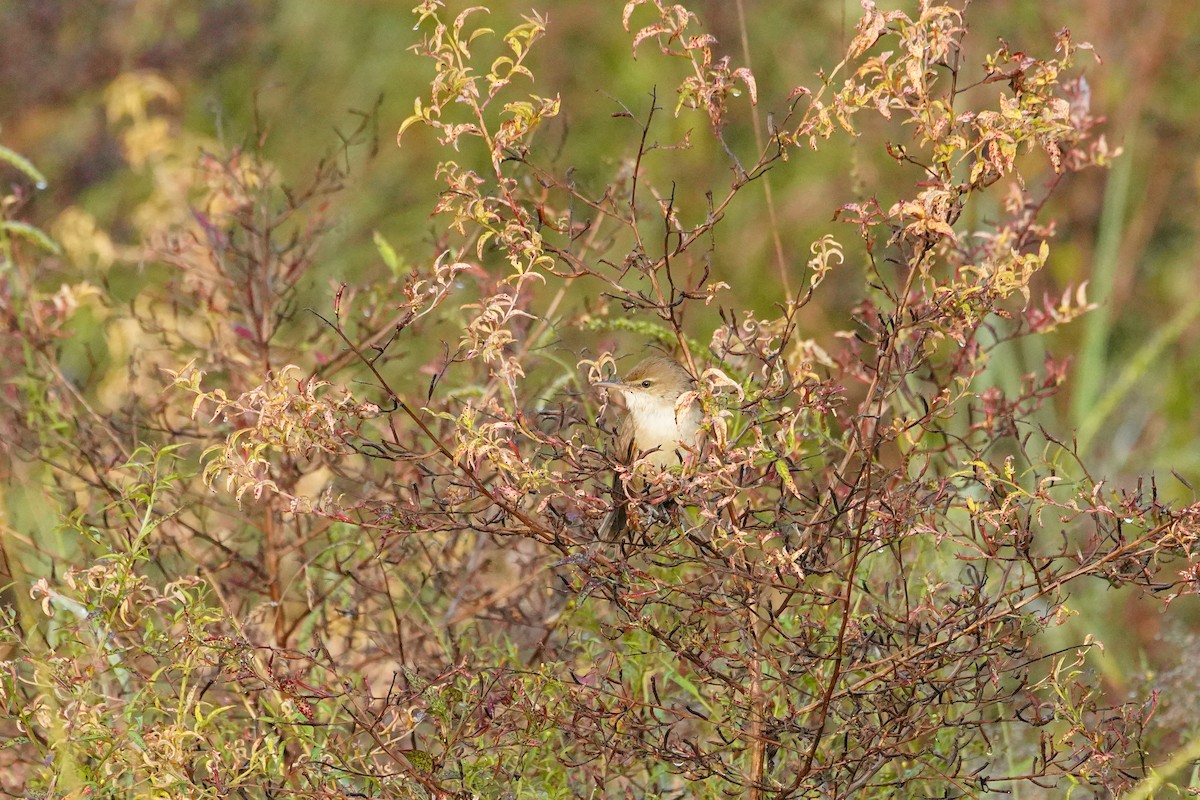 bird sp. - ML646177525