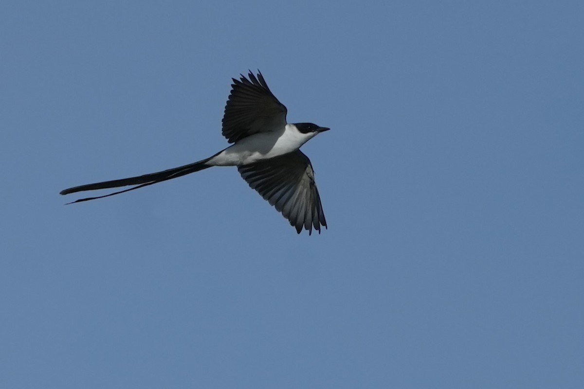 Fork-tailed Flycatcher - ML646177528
