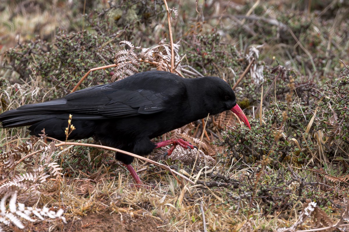 ベニハシガラス - ML646177533