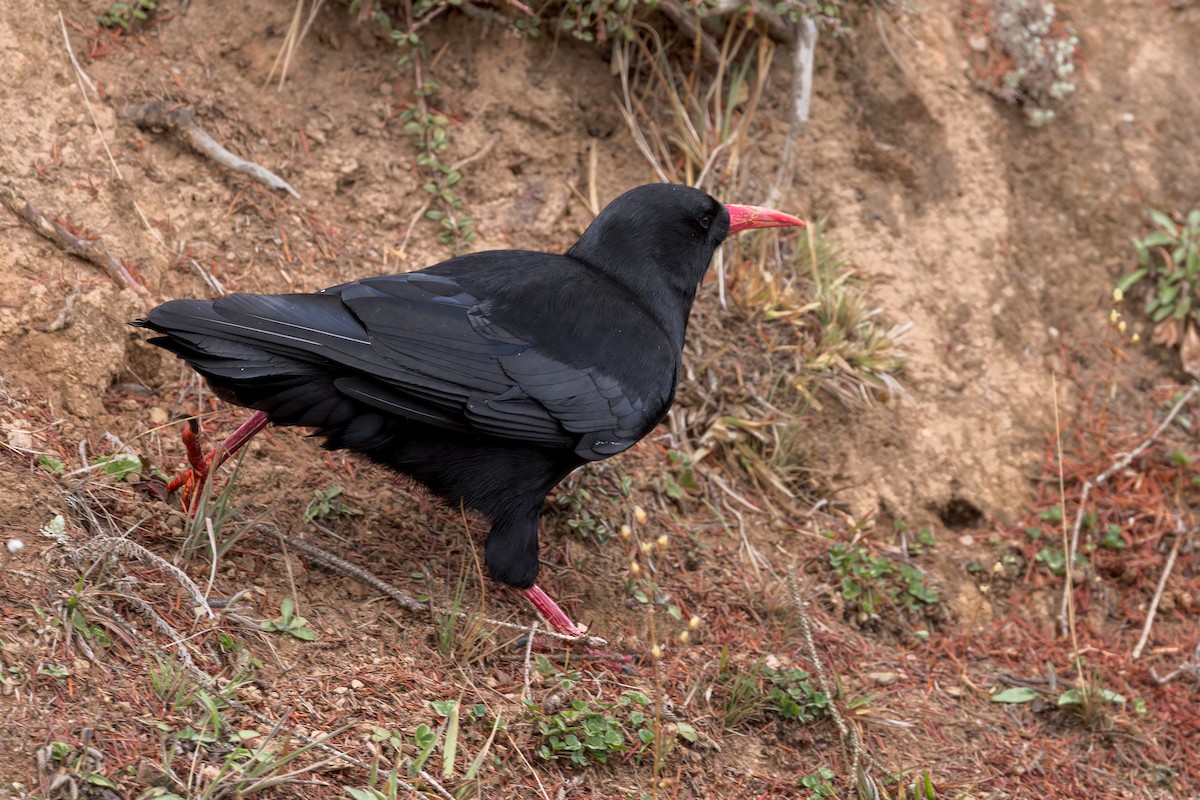 ベニハシガラス - ML646177535