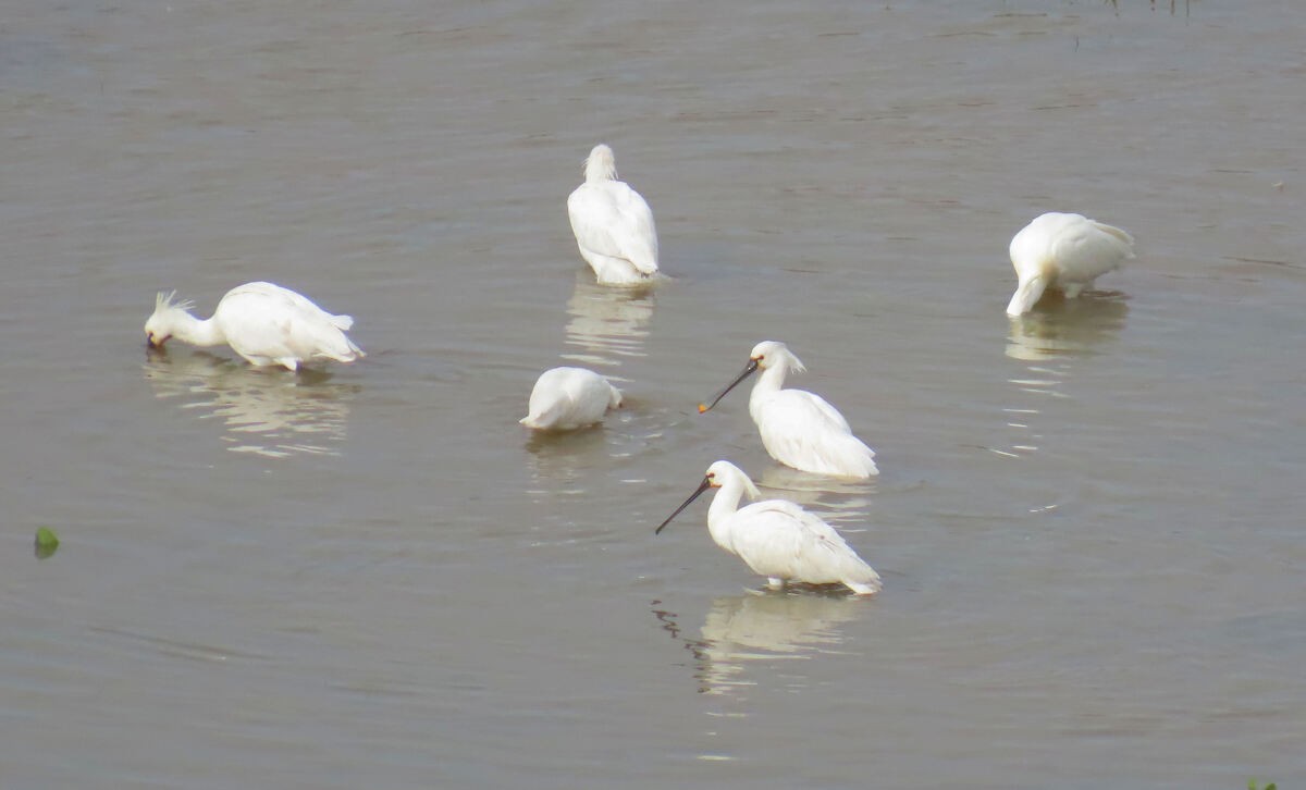 כפן - ML646177540