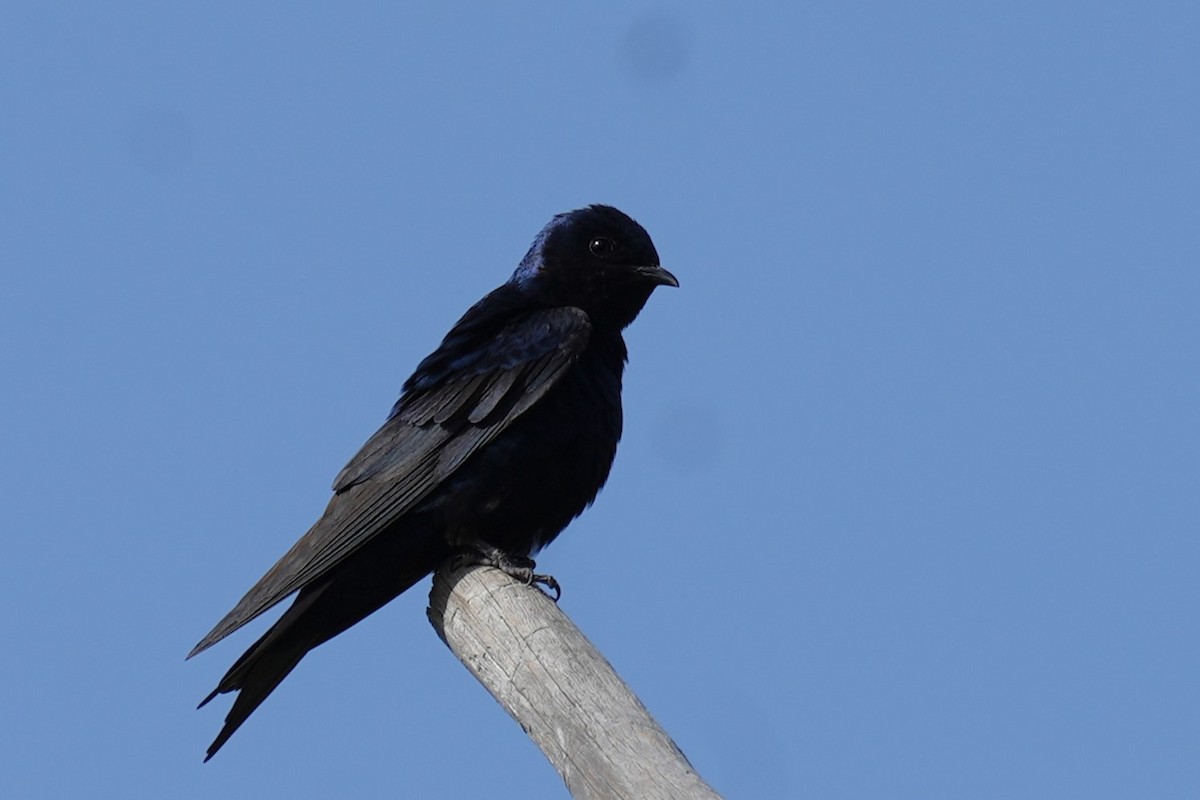 Southern Martin - ML646177543