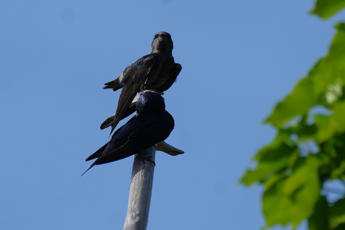 Southern Martin - ML646177544