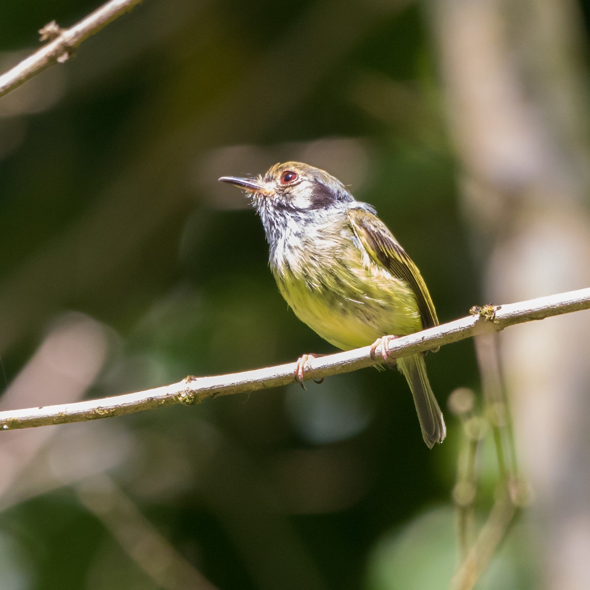 Eared Pygmy-Tyrant - ML646177554