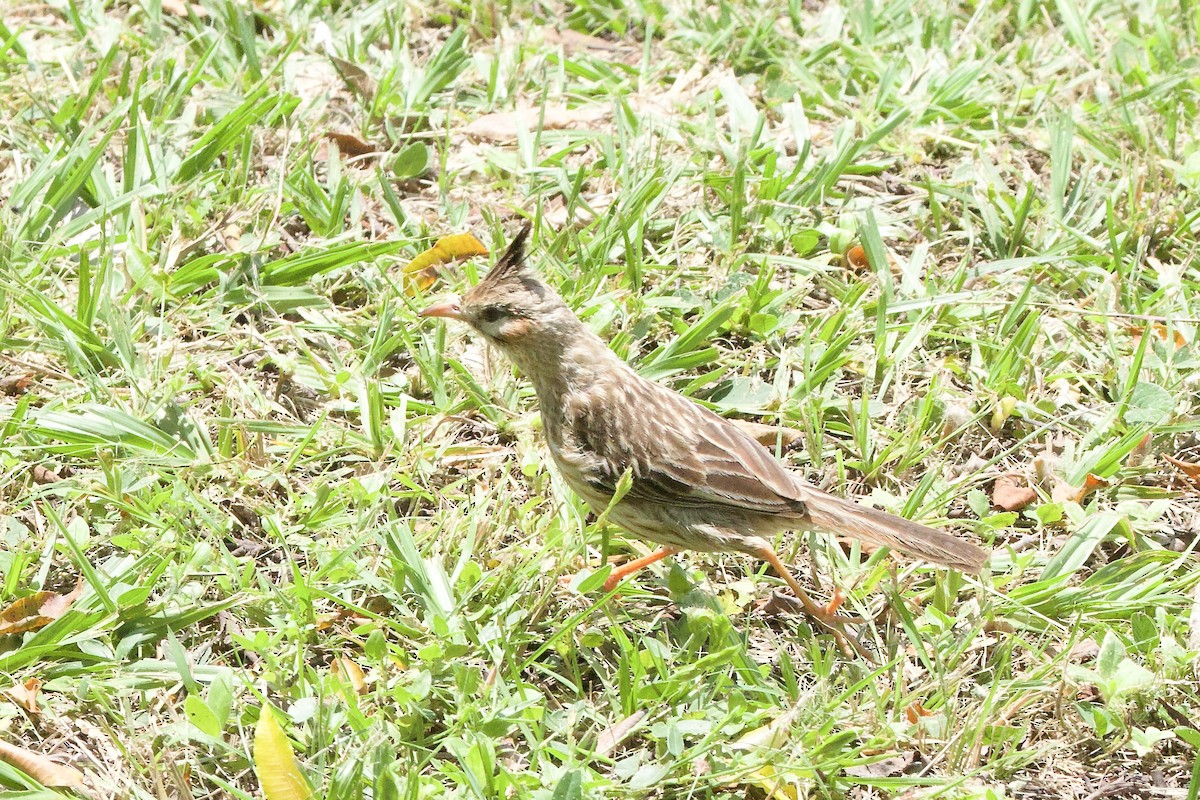Lark-like Brushrunner - ML646177556