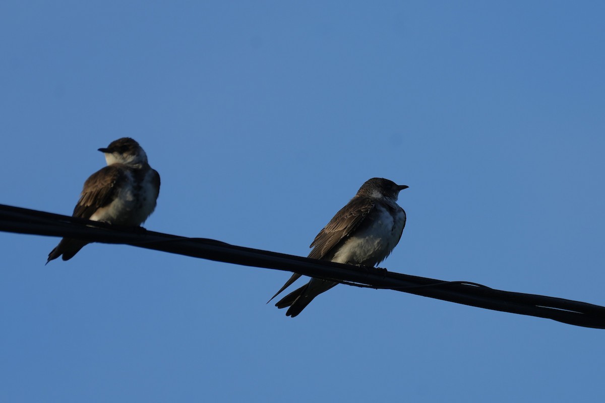 Brown-chested Martin - ML646177558