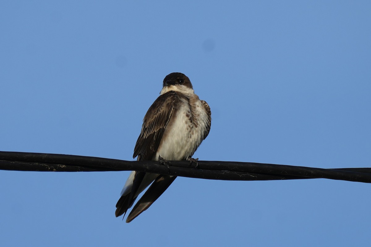 Brown-chested Martin - ML646177559