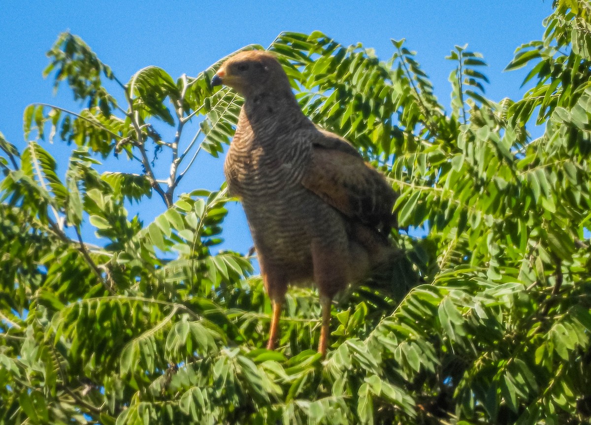 Savanna Hawk - ML646177560