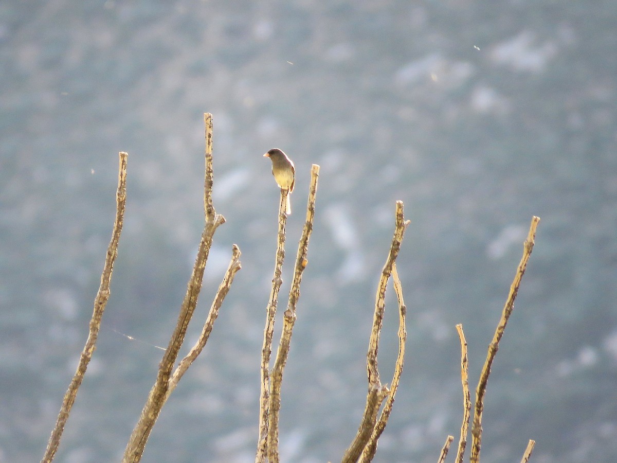 ユキヒメドリ - ML646177581