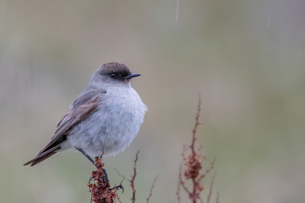 Maskengrundtyrann - ML646177589