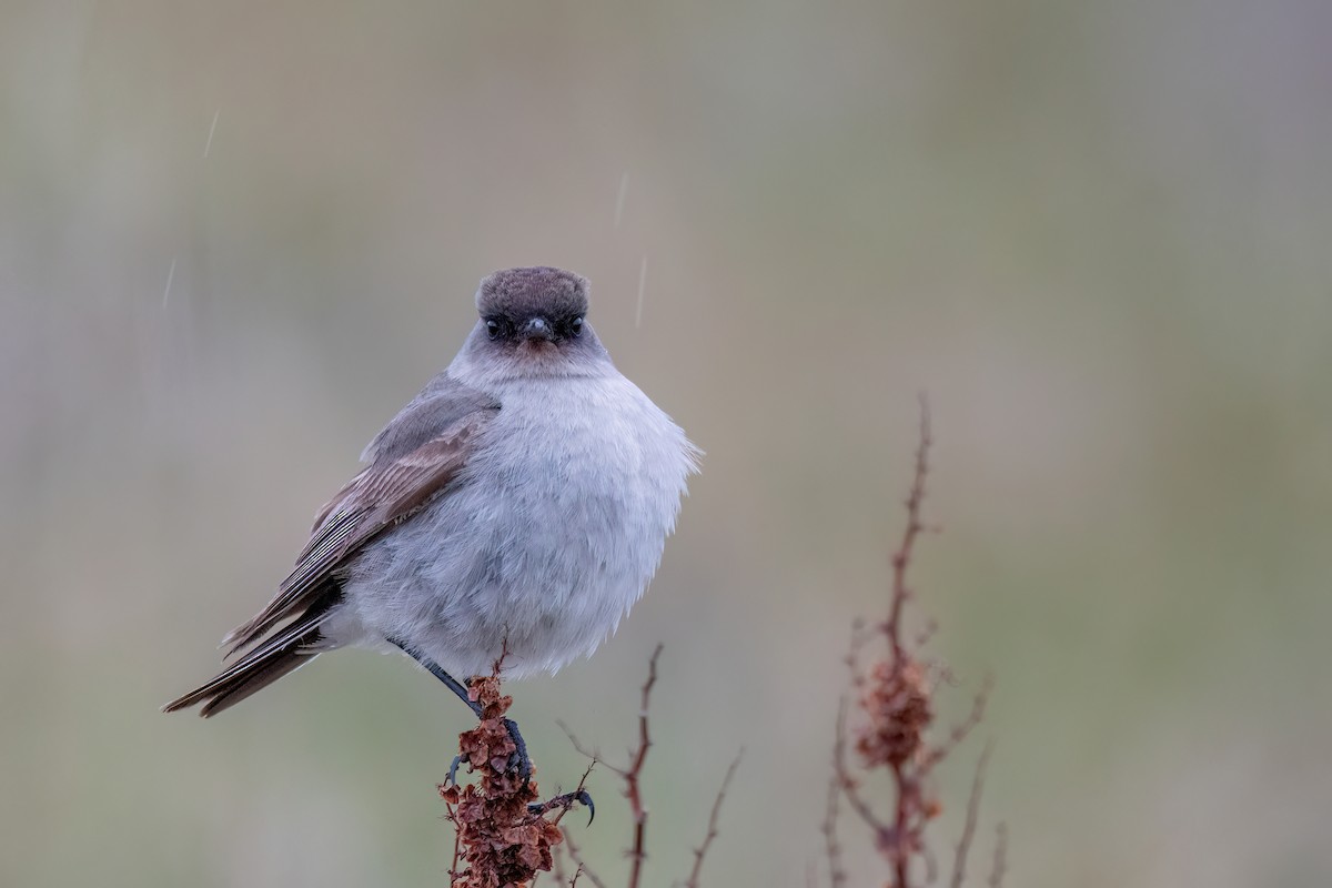 Maskengrundtyrann - ML646177590