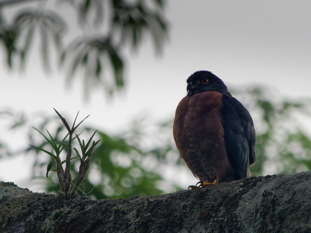 Double-toothed Kite - ML646177595