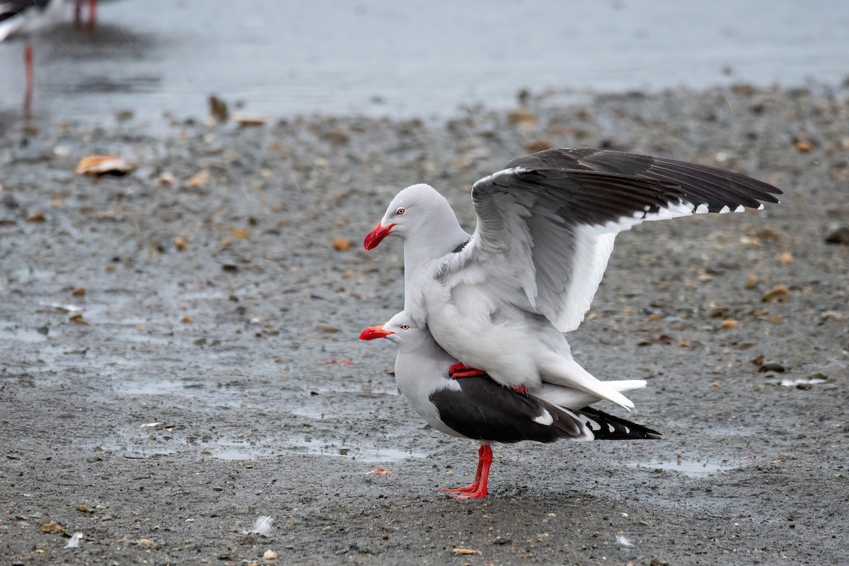 Dolphin Gull - ML646177596