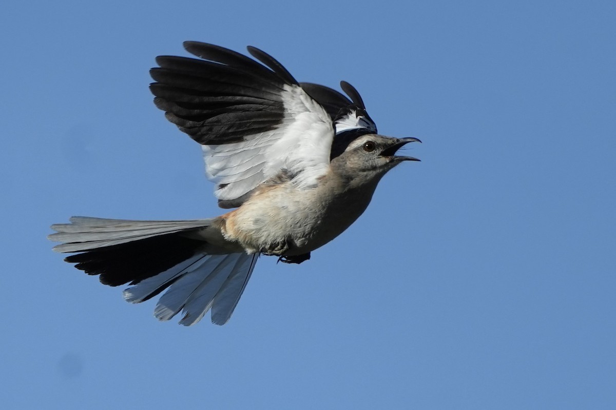 White-banded Mockingbird - ML646177601