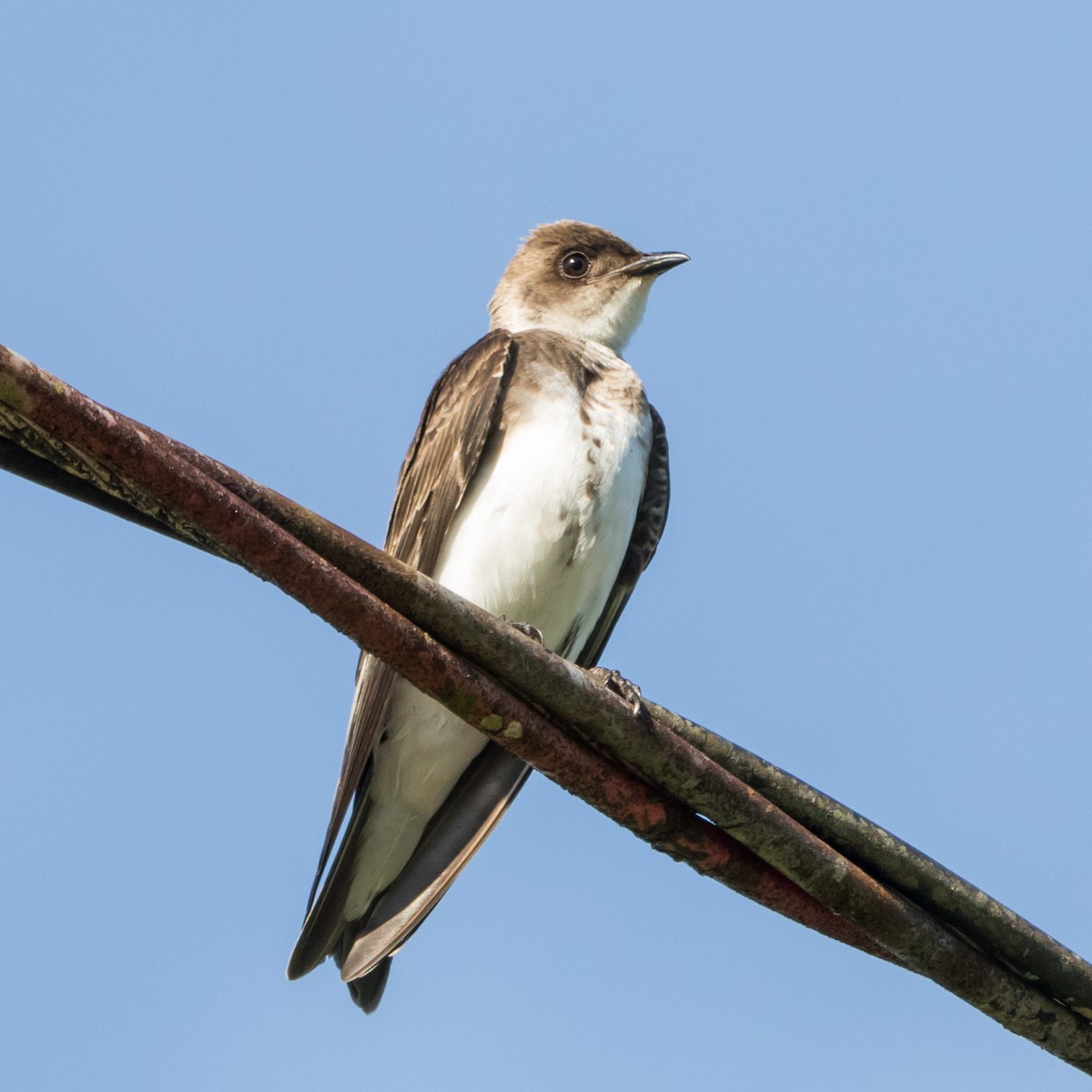 Brown-chested Martin - ML646177604