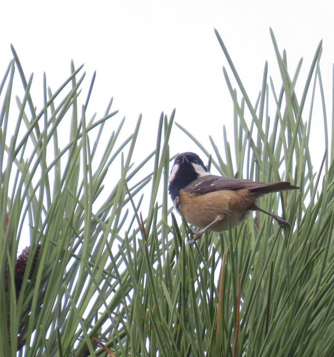ירגזי שחור - ML646177606