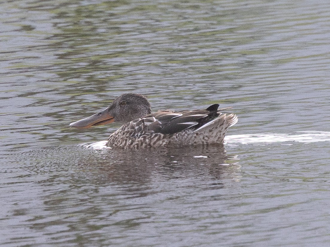 Mestolone - ML646177613