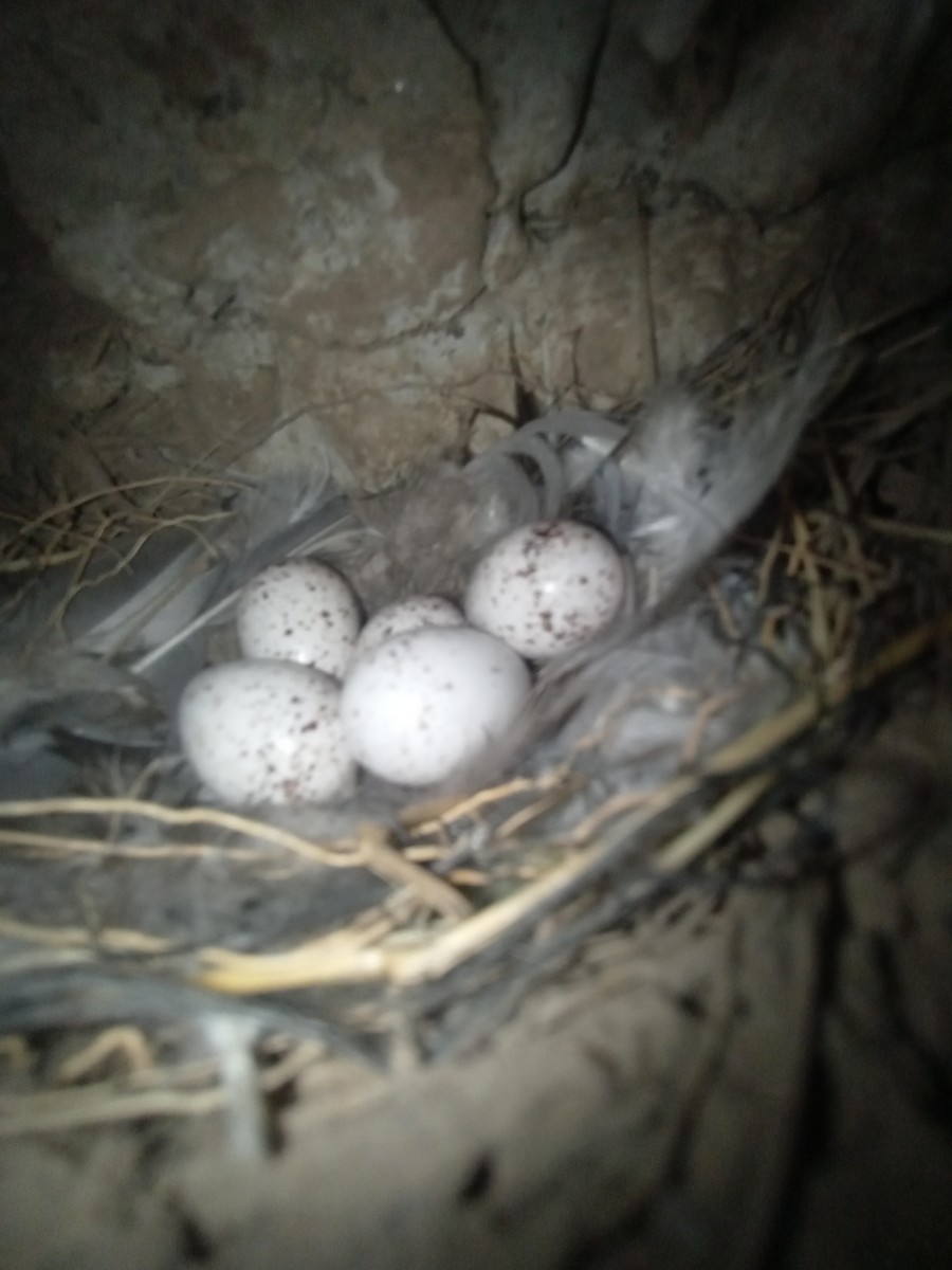 Ластівка сільська - ML646177616