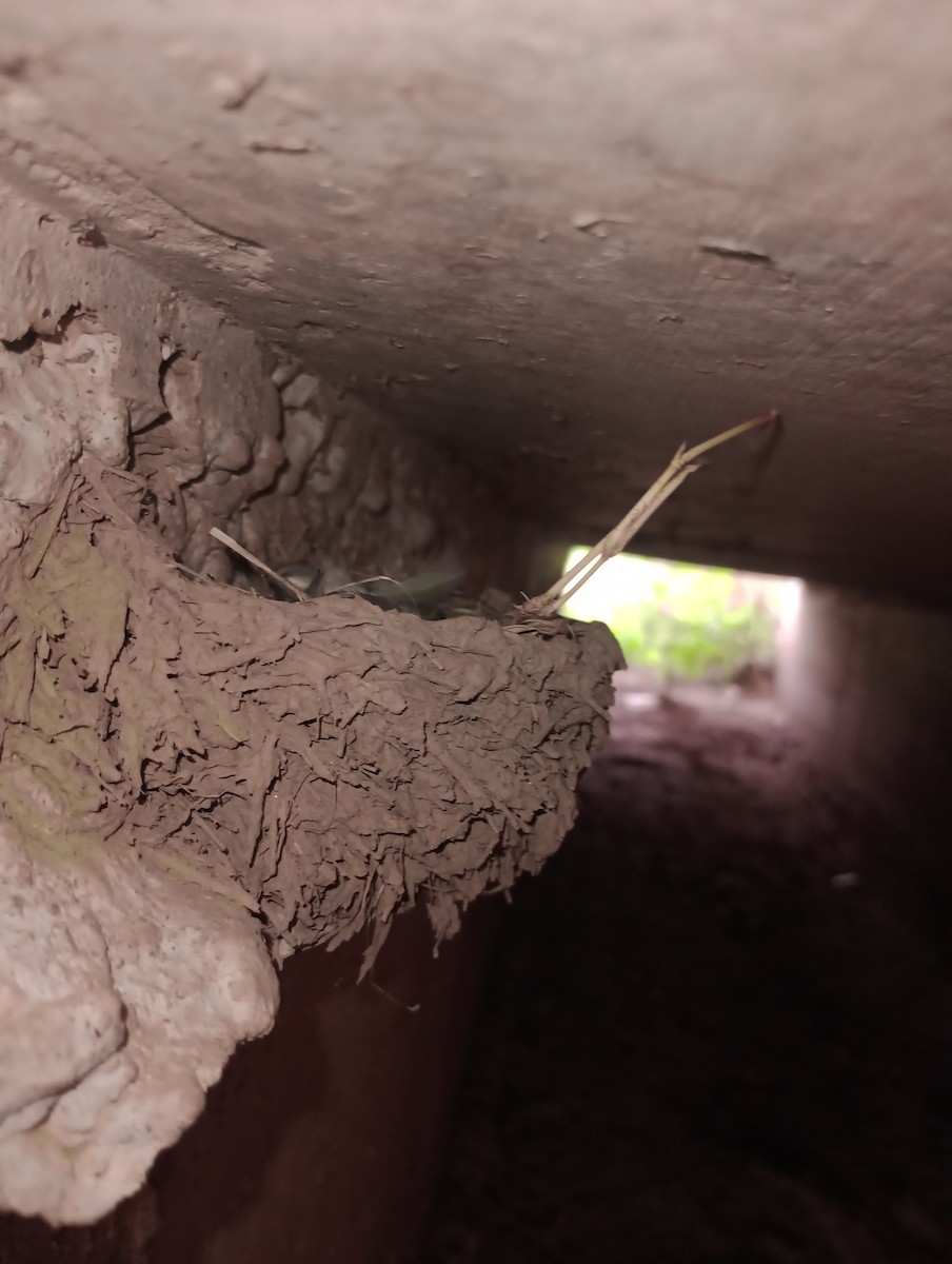 Ластівка сільська - ML646177617