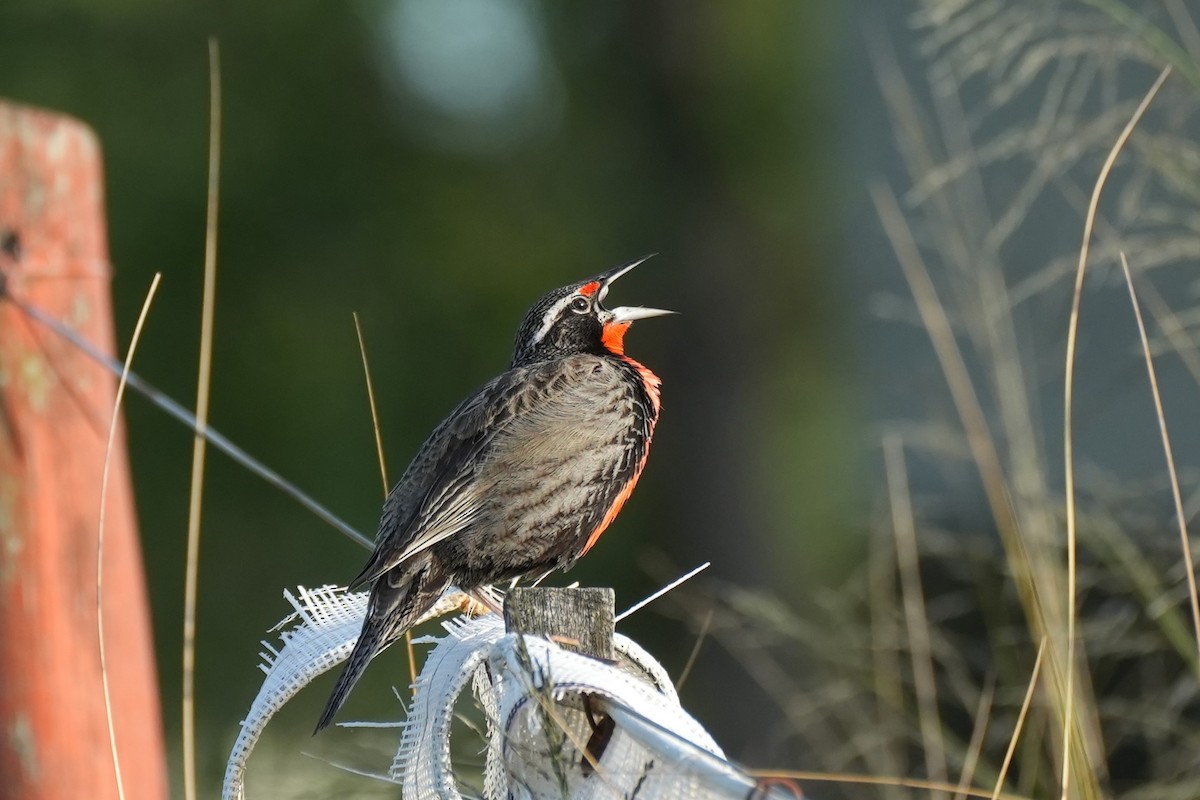 Long-tailed Meadowlark - ML646177623