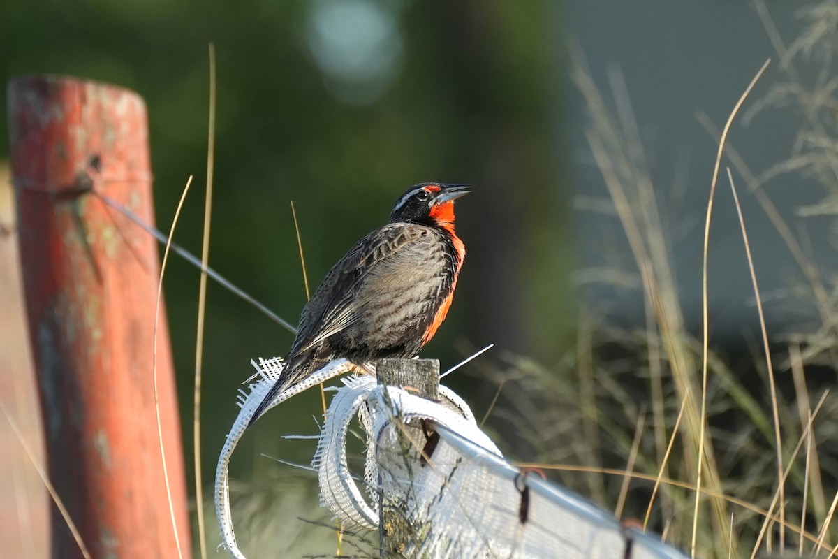 Long-tailed Meadowlark - ML646177624