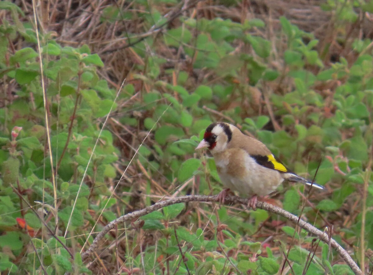 חוחית - ML646177630