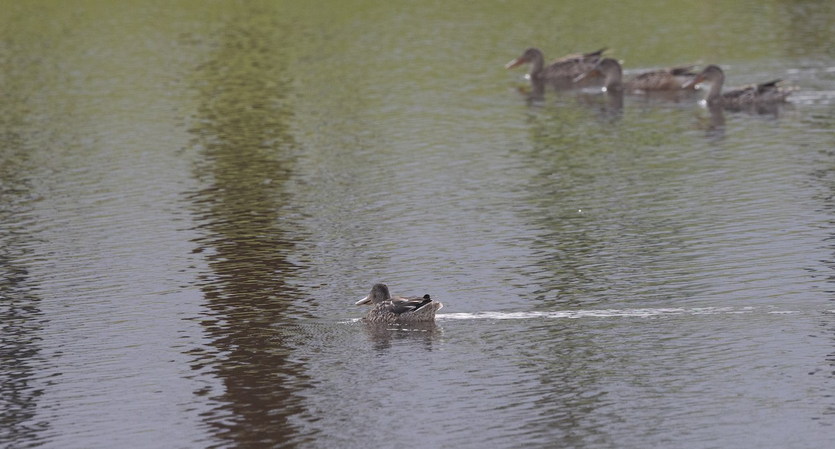 Mestolone - ML646177632