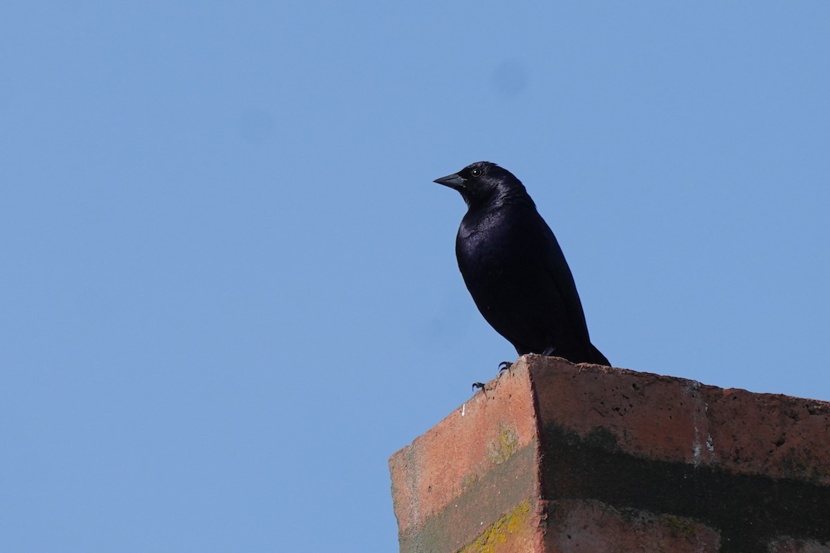 Shiny Cowbird - ML646177634