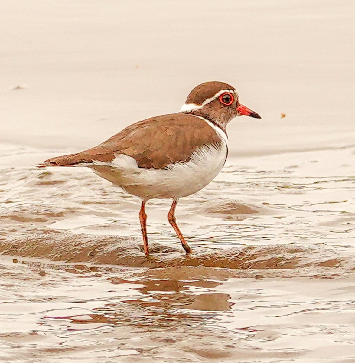Dreiband-Regenpfeifer (tricollaris) - ML646177639