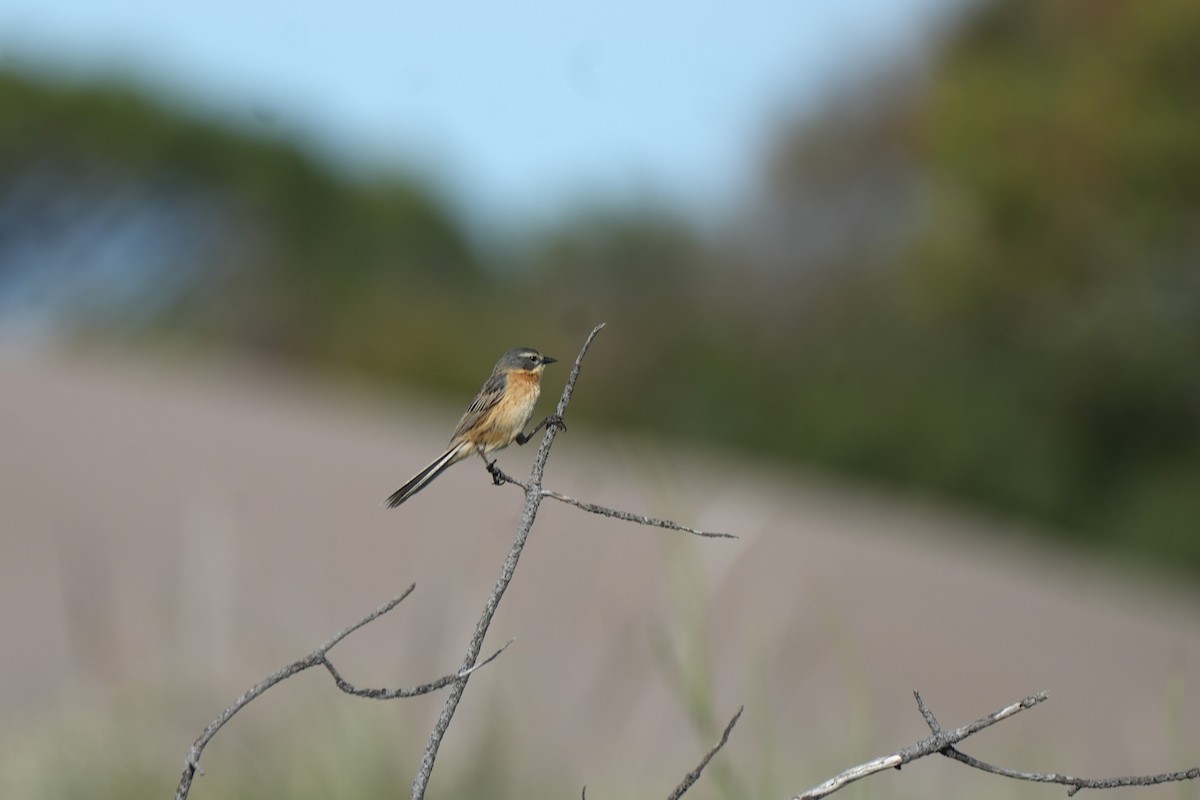 Long-tailed Reed Finch - ML646177642
