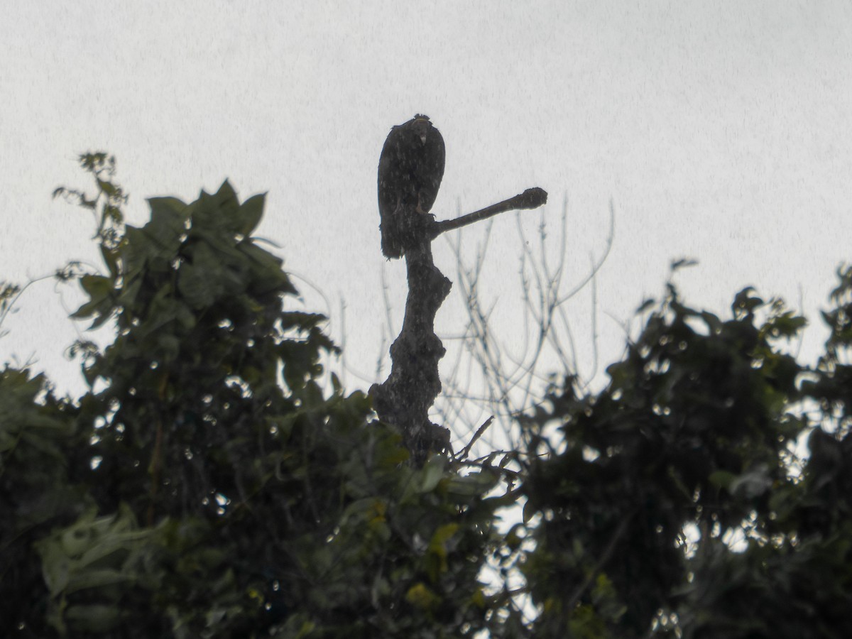 new world vulture sp. - ML646177649