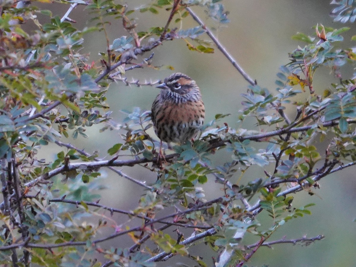 Rufous-breasted Accentor - ML646177652