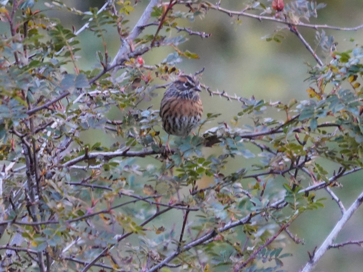 Rufous-breasted Accentor - ML646177653