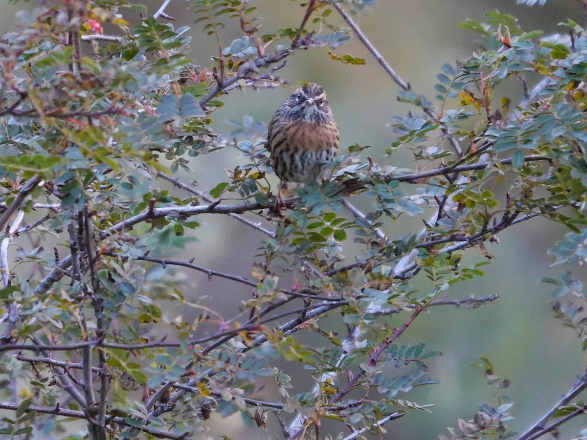 Rufous-breasted Accentor - ML646177654
