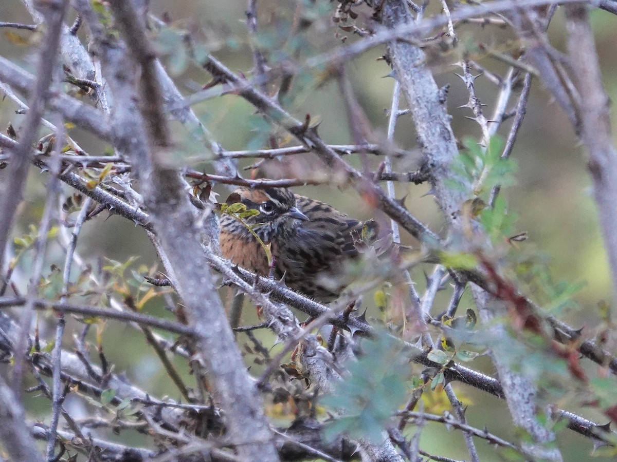 Rufous-breasted Accentor - ML646177655