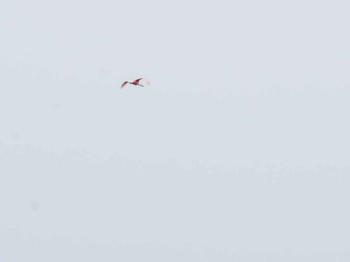 Roseate Spoonbill - ML646177665