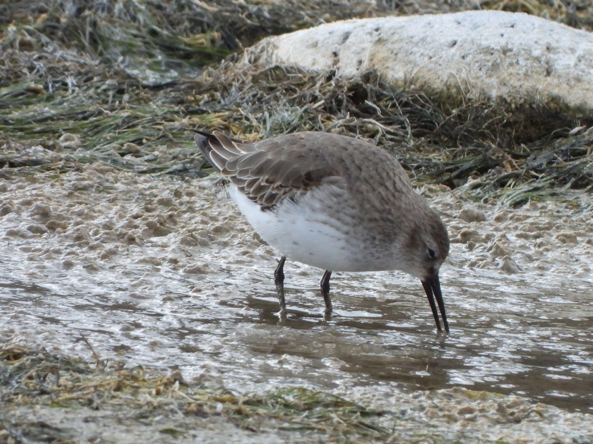 חופית אלפינית - ML646177667