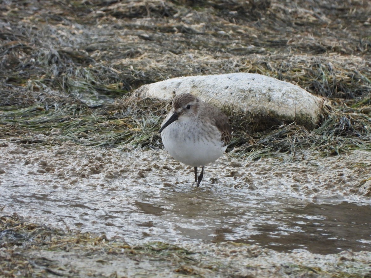 חופית אלפינית - ML646177669